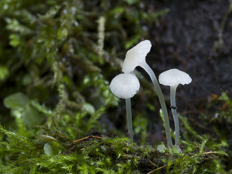 Hemimycena gracilis